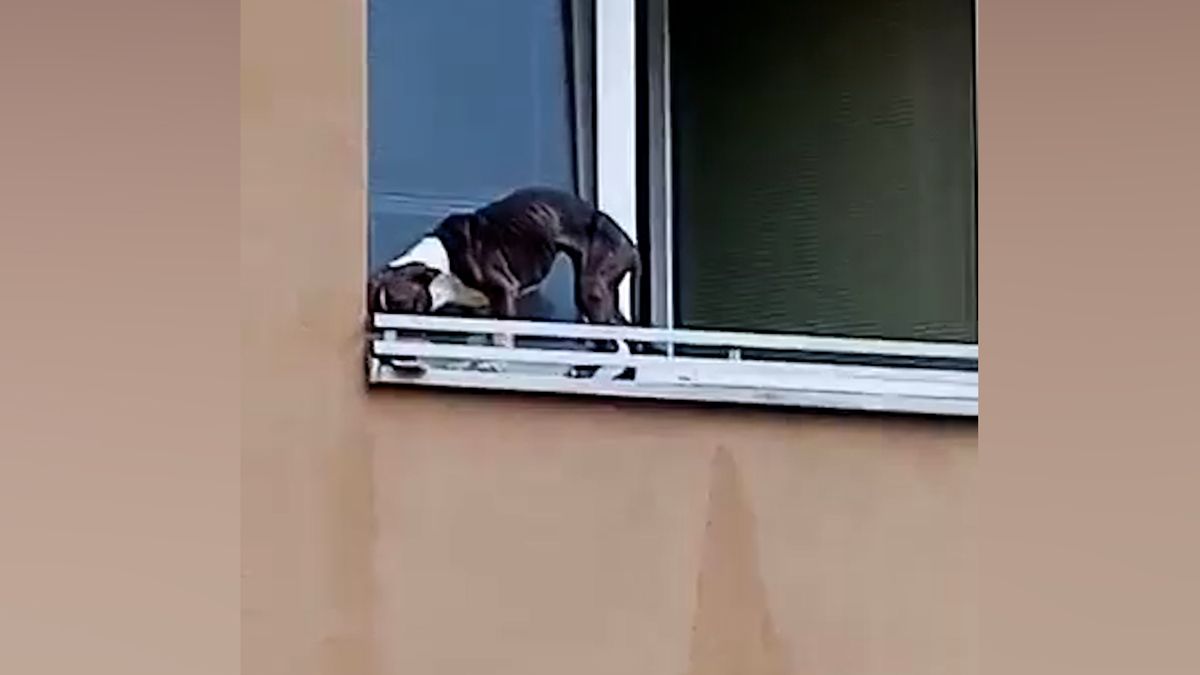 Uherskohradišťská komunita majitele týraného psa zavrhla